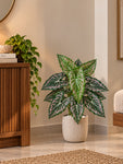 Artificial Web-Pattern Caladium Plant | 62 cm | 12 Leaves | With Basic Pot