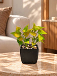 Artificial Money Plant Succulent | Army Green | 18 cm | With Basic Black Pot