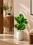 Artificial Dieffenbachia Honeydew Plant | 50 cm | 11 Leaves | With Basic Black Pot
