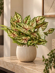 Boho Bliss Artificial Caladium Plant | Lime Green & Red Patterned Leaves | 35 cm | With Basic Black Pot