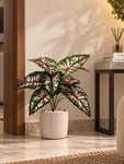 Artificial Caladium Plant | Green, Pink & White Patterned Leaves | 52 cm | 12 Leaves | With Basic Black Pot