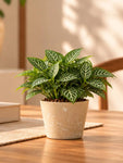 Modern Grace Poly Planter | Brown | 15 cm