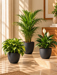 Black Round Planter | 17 cm | Set of 3