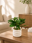 Artificial Tabletop Plant | Green | 22 cm