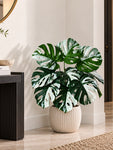 Artificial Monstera Plant | Green-Grey Leaves | 50 cm | 12 Leaves | With Basic Black Pot