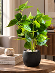 Artificial Dragon Heart Coleus Plant | 45 cm | With Basic Black Pot