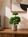 Bonsai Plant | 43 cm | Small Leaves | With Black Pot