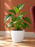 Elegant Ribbed Melamine Pot | White | 16 cm