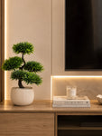Bonsai Plant | 43 cm | With Black Pot