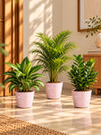 Modern Grace Poly Planter | Pink | 15 cm | Set of 3
