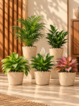 Modern Grace Poly Planter | Brown | 15 cm | Set of 5