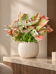 Boho Bliss Artificial Caladium Plant | Green & Orange Patterned Leaves | 35 cm | With Basic Black Pot