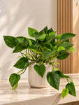 Artificial Money Plant | Green Leaves | 35 cm | 36 Leaves | With Basic Black Pot