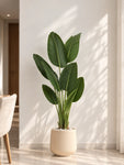 Artificial Banana Plant | 155 cm | With Basic Black Pot