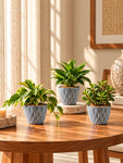 Diamond Pattern Round Planter | 13 cm | Set of 3