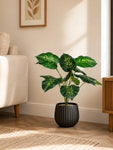 Artificial Philodendron Plant | Green & Yellow Leaves | 50 cm | 12 Leaves | With Basic Black Pot