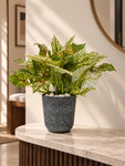Boho Bliss Artificial Caladium Plant | Mixed Green Patterned Leaves | 35 cm | 36 Leaves | With Basic Black Pot