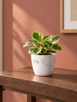 Vivid Tie-Dye Planter | Blue | 12 cm