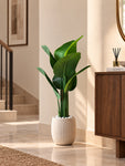 Artificial Banana Plant | 109 cm | 3 Stem | 7 Leaves | With Basic Pot