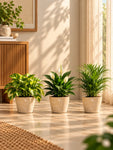 Modern Grace Poly Planter | Brown | 15 cm | Set of 3