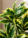 Artificial Pisonia Alba Plant | 66 cm | 30 Leaves | With Basic Pot