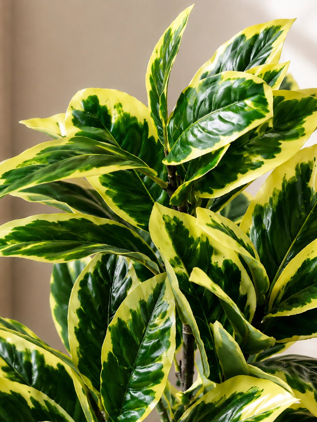 Artificial Pisonia Alba Plant | 66 cm | 30 Leaves | With Basic Pot