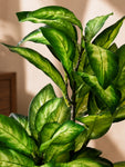 Artificial Dieffenbachia Seguine Plant | 66 cm | 15 Leaves | With Basic Pot