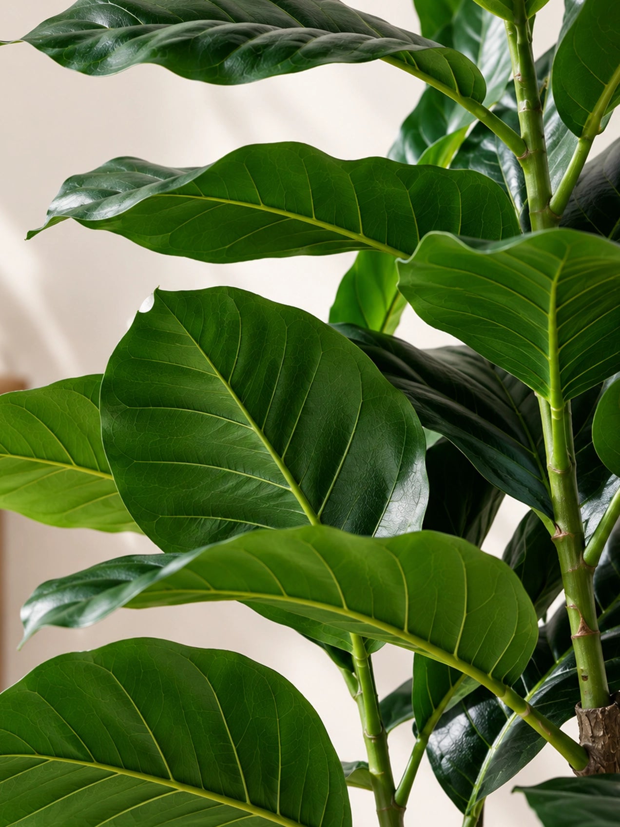 Artificial Jungle Velvet Plant | 90 cm | 33 Leaves | With Basic Pot