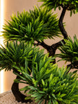 Bonsai Plant | 43 cm | With Black Pot