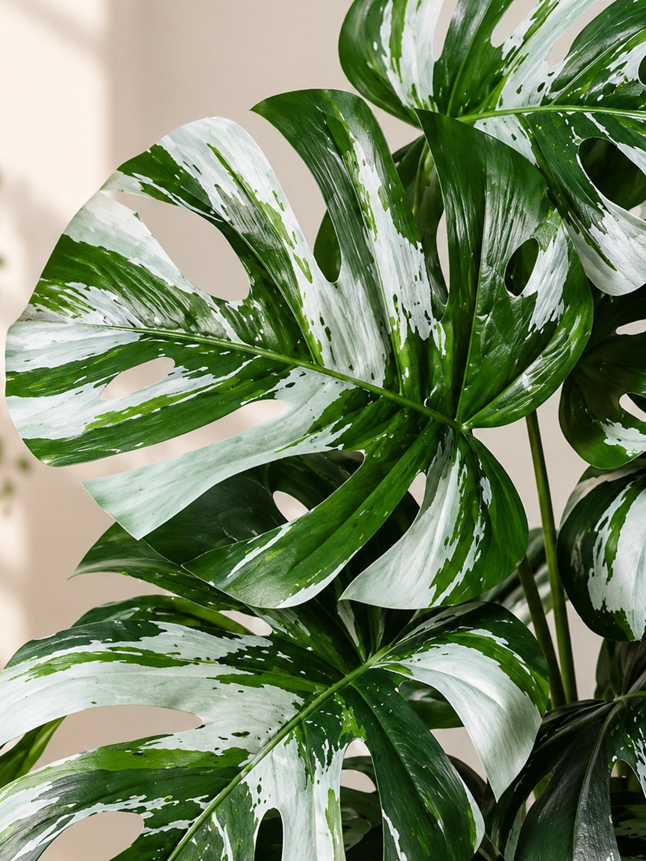 Artificial Monstera Plant | Green-Grey Leaves | 65 cm | 18 Leaves | With Basic Pot