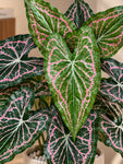 Artificial Web-Pattern Caladium Plant | 62 cm | 12 Leaves | With Basic Pot