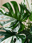 Artificial Monstera Plant | Green-Grey Leaves | 50 cm | 12 Leaves | With Basic Black Pot