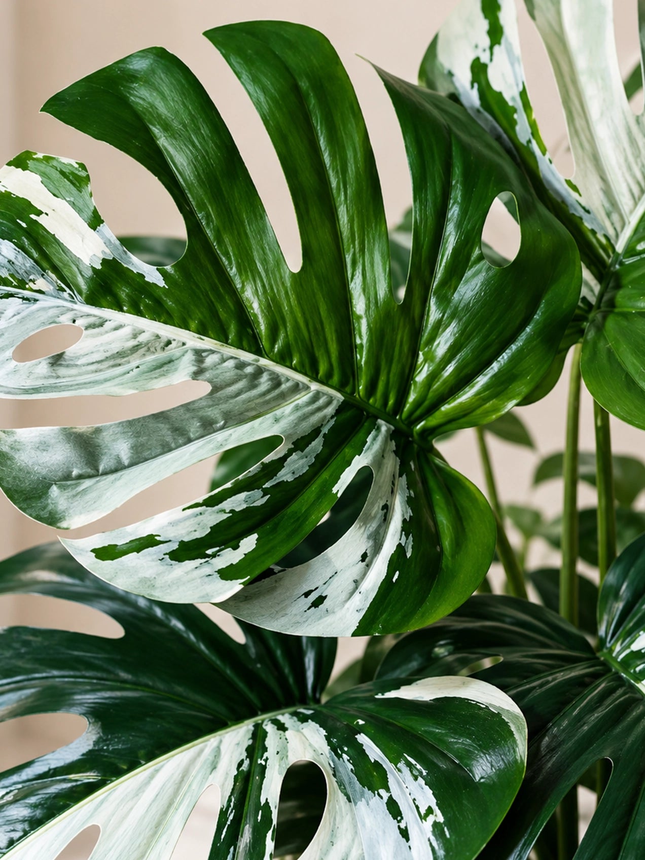 Artificial Monstera Plant | Green-Grey Leaves | 50 cm | 12 Leaves | With Basic Black Pot