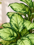 Artificial Dieffenbachia Honeydew Plant | 90 cm | 33 Leaves | With Basic Pot
