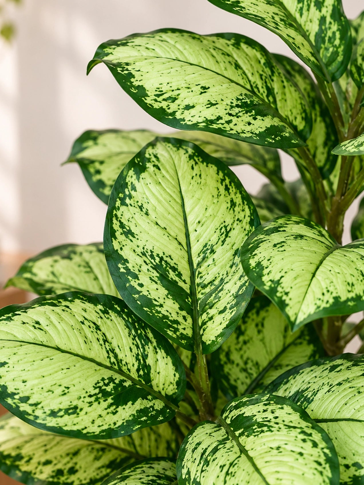 Artificial Dieffenbachia Honeydew Plant | 90 cm | 33 Leaves | With Basic Pot