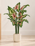 Tropical Beauty Artificial Caladium Plant | 138 cm | 10 Leaves