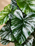 Artificial Tropical Caladium Plant | Green & White Leaves | 70 cm | 18 Leaves | With Basic Pot
