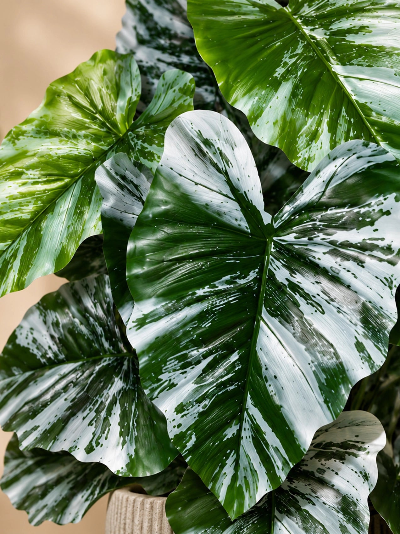 Artificial Tropical Caladium Plant | Green & White Leaves | 70 cm | 18 Leaves | With Basic Pot