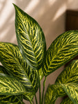Artificial Ivory White Croton Plant | 74 cm | 26 Leaves | With Basic Pot