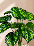 Artificial Philodendron Plant | Patterned Green Leaves | 50 cm | 12 Leaves | With Basic Pot