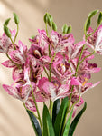 Artificial Cymbidium Orchid Flower Bunch | Pink | 57 cm