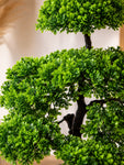 Bonsai Plant | 43 cm | Small Leaves | With Black Pot