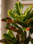 Artificial Croton Plant | 66 cm | 30 Leaves | With Basic Pot