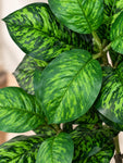 Artificial Dieffenbachia Seguine Plant | 90 cm | 33 Leaves | With Basic Pot