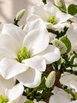 Mini Magnolia Flower Tree | White | 52 cm