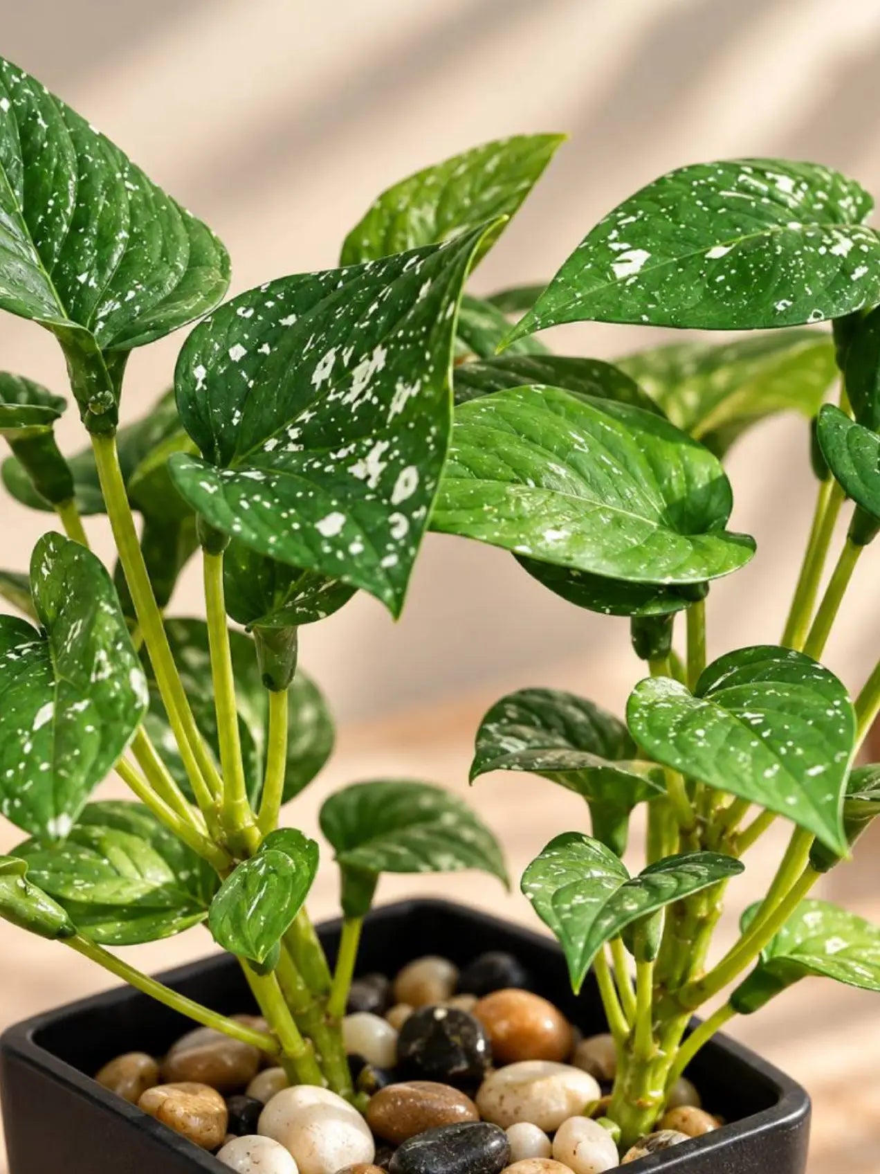 Artificial Money Plant Succulent | Small Green Leaves | 18 cm | With Basic Black Pot