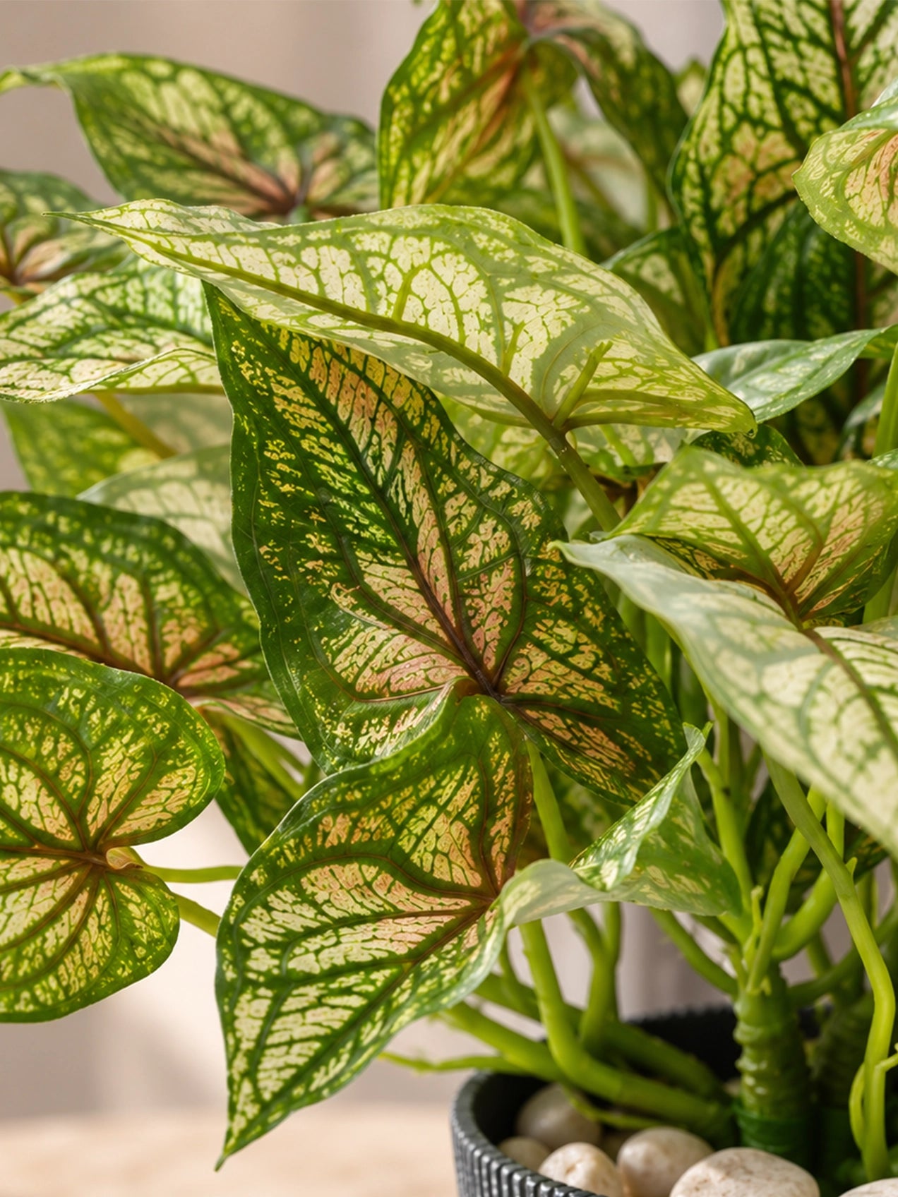 Boho Bliss Artificial Caladium Plant | Mixed Green Patterned Leaves | 35 cm | 36 Leaves | With Basic Black Pot