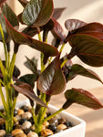 Artificial Money Plant Succulent | Maroon | 18 cm | With Basic Black Pot