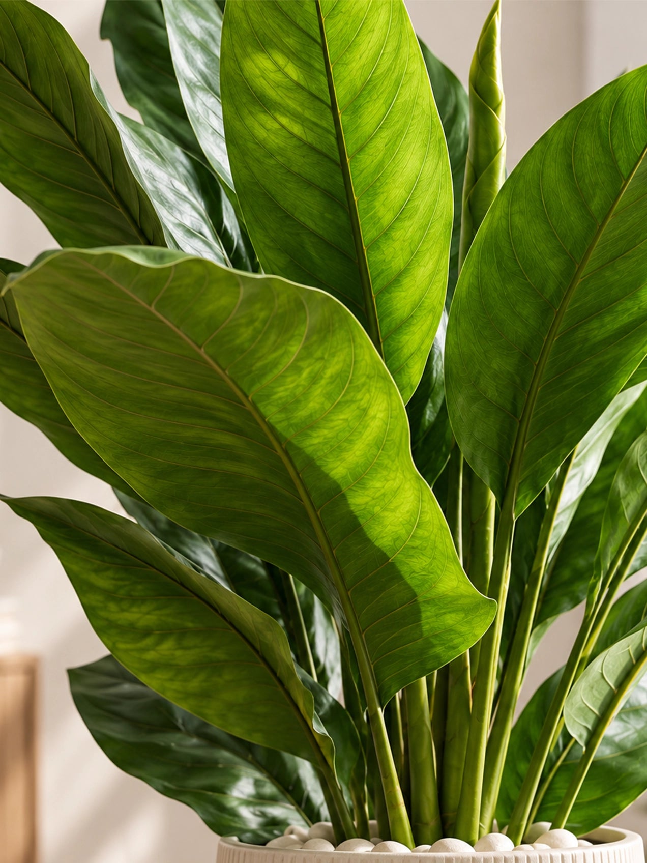 Artificial Jiamei Tourist Banana Plant | 100 cm | With Basic Pot