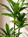 Premium Artificial Dracaena Plant | 140 cm | Green Stem Design | With Basic Pot